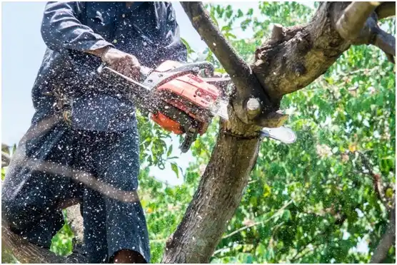 tree services Fond du Lac